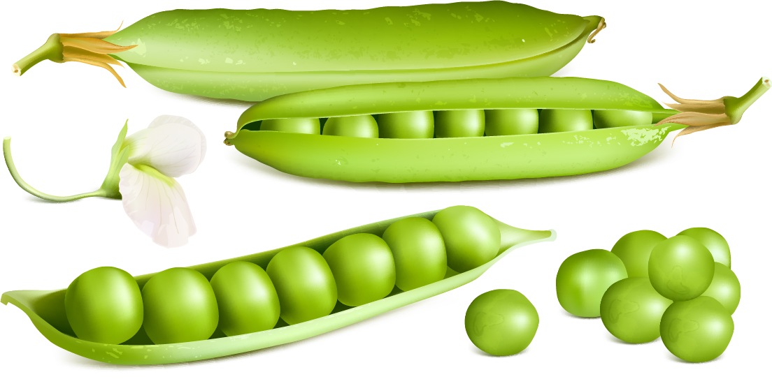 Fresh peas vector graphics 02