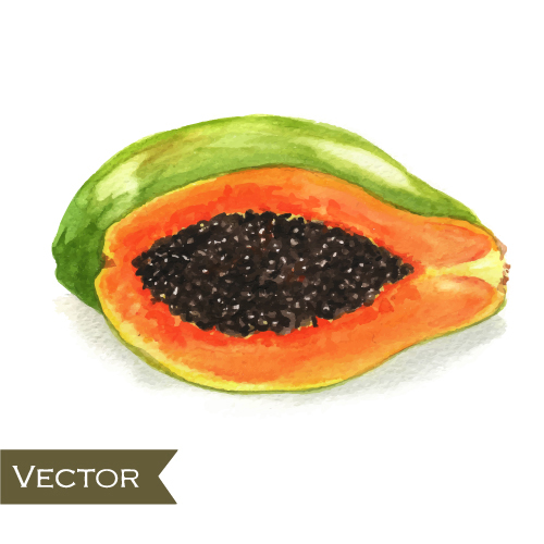 Papaya watercolor hand drawn vector