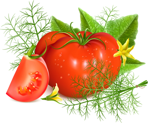 Ripe tomatoes vector design