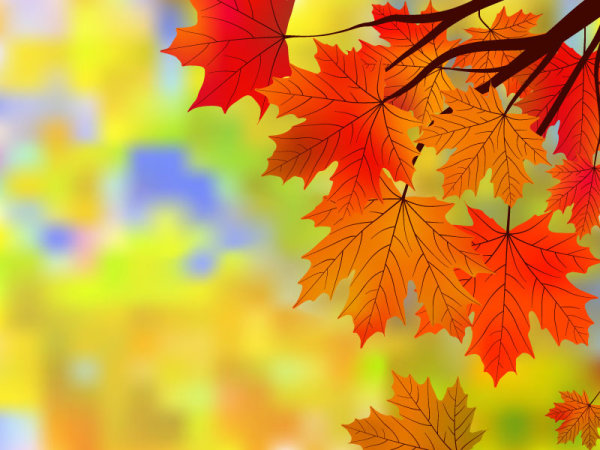 maple leaf maple Fall elements element 