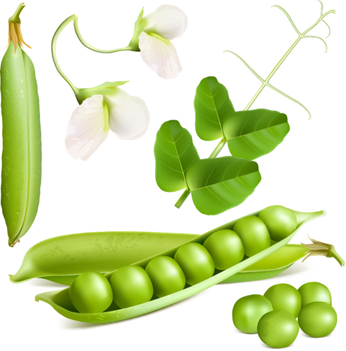 Fresh peas vector graphics 01