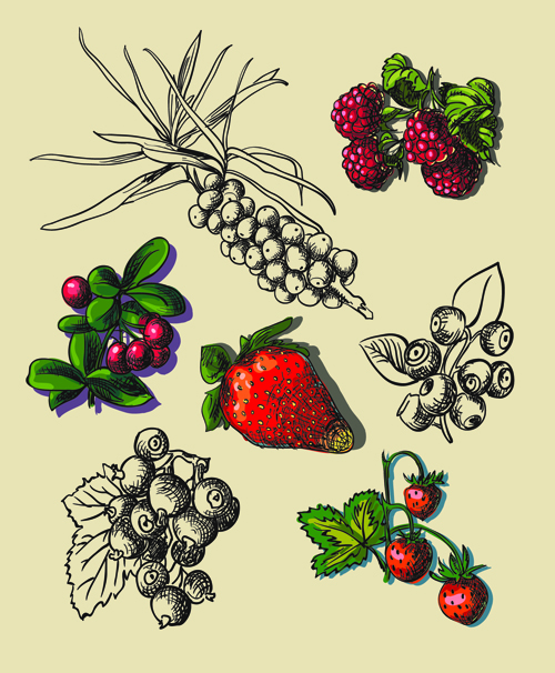 vector material material hand drawn creative Berry 
