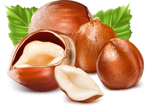 Shiny nuts design vectors 01