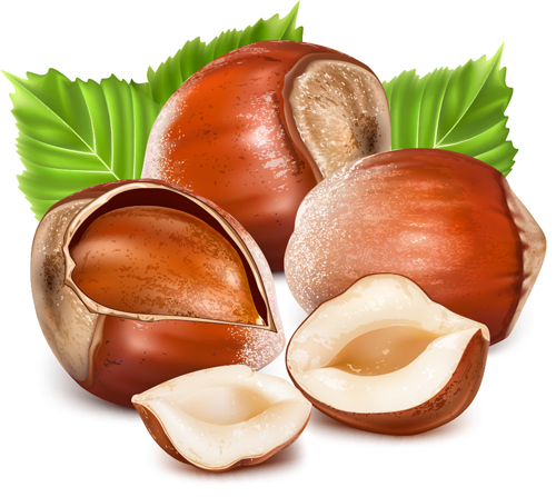Shiny nuts design vectors 03