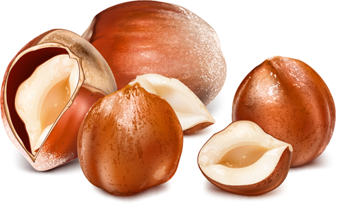 Shiny nuts design vectors 05