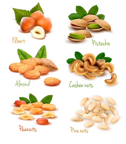Fresh nuts shiny vector material 02