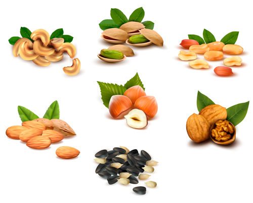 Fresh nuts shiny vector material 03