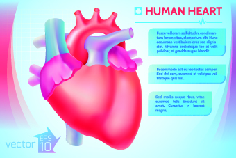 vector graphics vector graphic medical Human 
