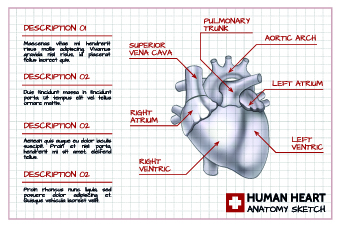 vector graphics vector graphic medical Human graphics 