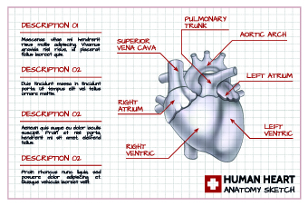 Human heart medical vector graphics 02