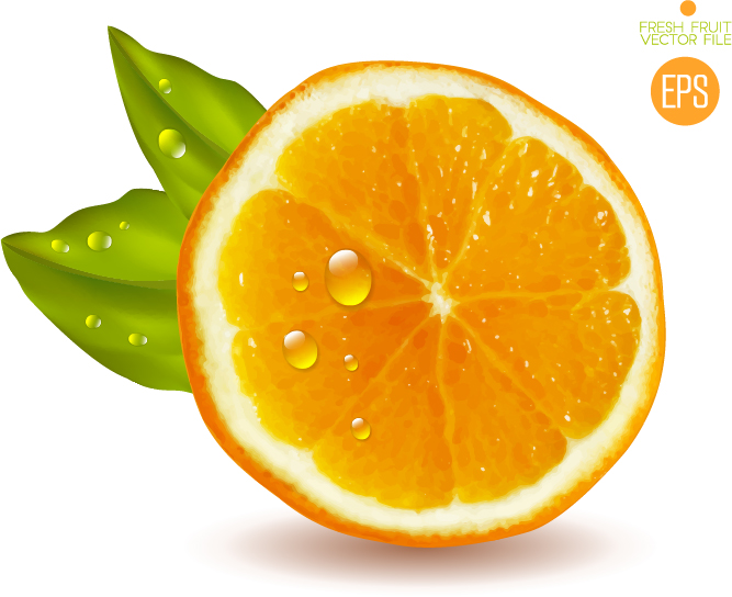 Juicy slice oranges vector set 01