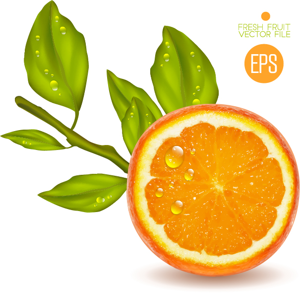 Juicy slice oranges vector set 03