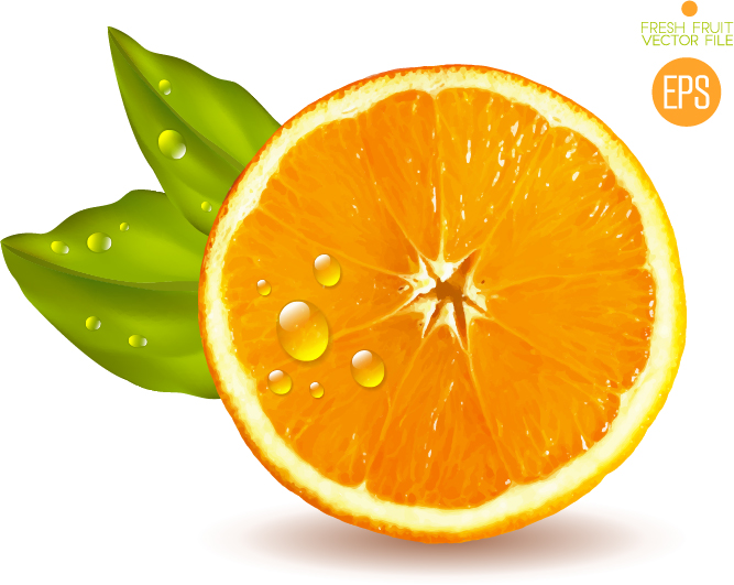 Juicy slice oranges vector set 04