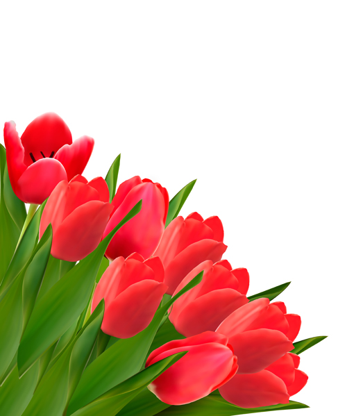 Red tulip flowers creative design vector