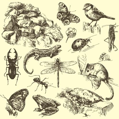 Wild animals hand drawing vectors set 01