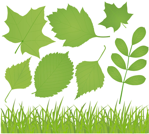 Different leaves design elements vector 01