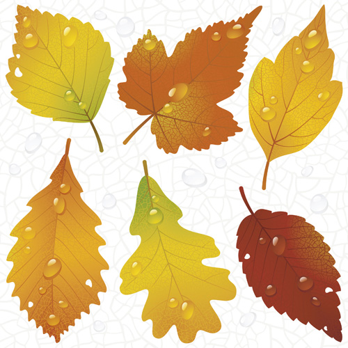 Different leaves design elements vector 03