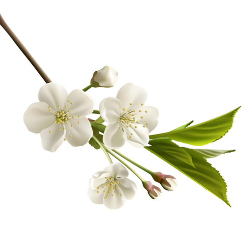 Beautiful cherry flowers design graphics