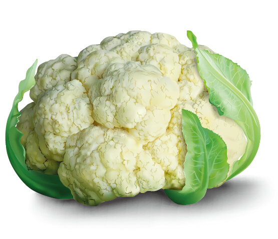 vector material realistic cauliflower 