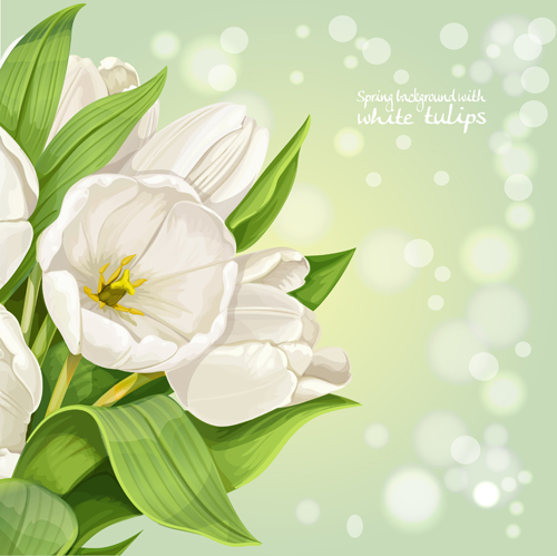 Shiny white tulips vector background graphics