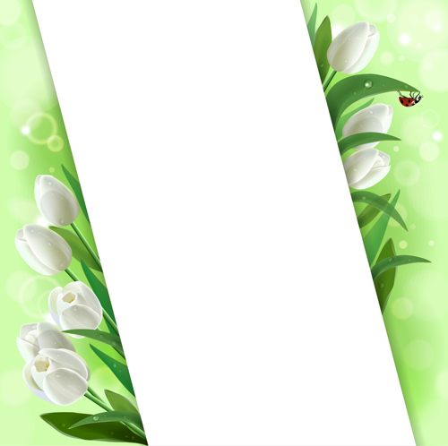 White tulips vector background graphics