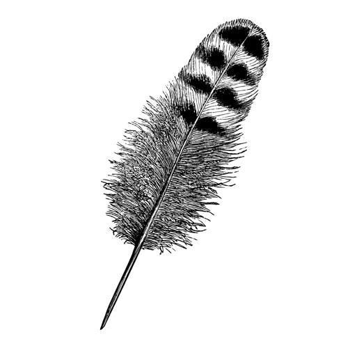 realistic illustration feather design 