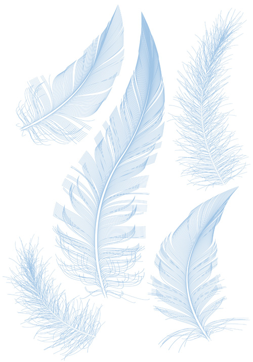realistic illustration feather 