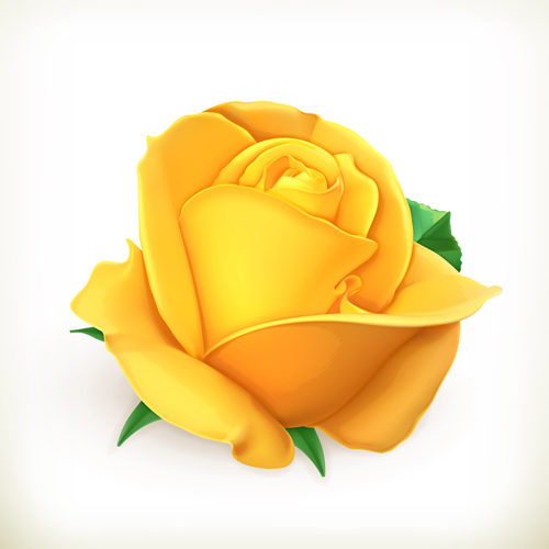 Yellow rose vector