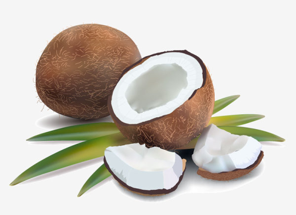 Coconut design elements vector graphic 03