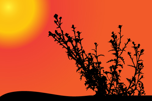 sunset silhouette plant 