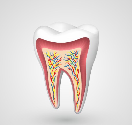 Tooth creative design vector material 04
