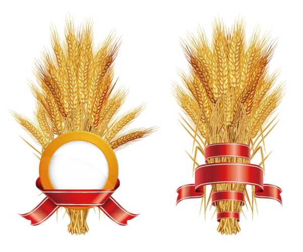 wheat ribbon golden gold 