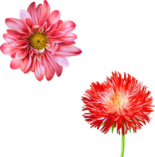 Realistic flowers beautiful vector set 02