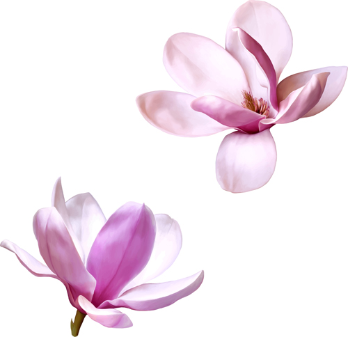 Realistic flowers beautiful vector set 04