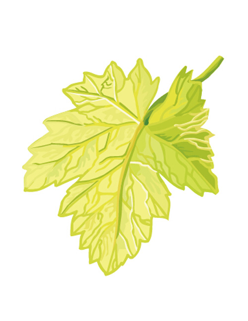 simple leaf grapes 