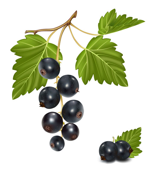 Set of Fresh Berries vector 01