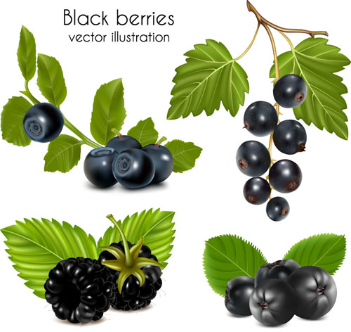 fresh berries 