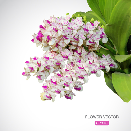 Beautiful purple with white flower vector
