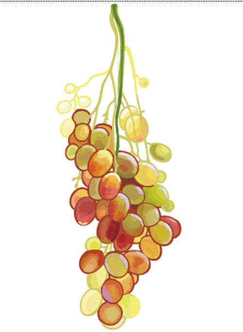 hand drawn grapes vector graphics 01 Excellent hand drawn grapes vector graphics 01