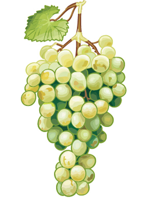 hand drawn grapes vector graphics 02 Excellent hand drawn grapes vector graphics 02