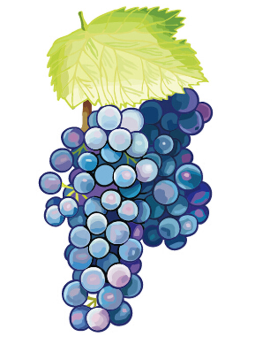 hand drawn grapes vector graphics 03 Excellent hand drawn grapes vector graphics 03
