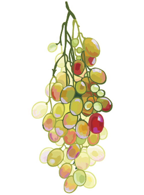 hand drawn grapes vector graphics 04 Excellent hand drawn grapes vector graphics 04