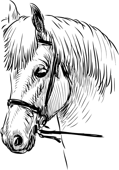 horses horse hand-draw hand drawn drawn 