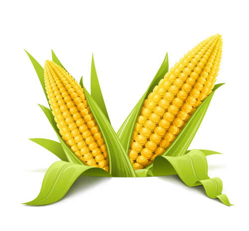 Set of Different Vegetable mix vector 01