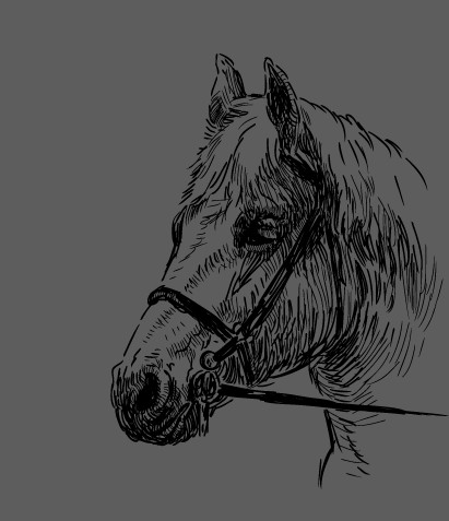 horses horse hand-draw hand drawn 