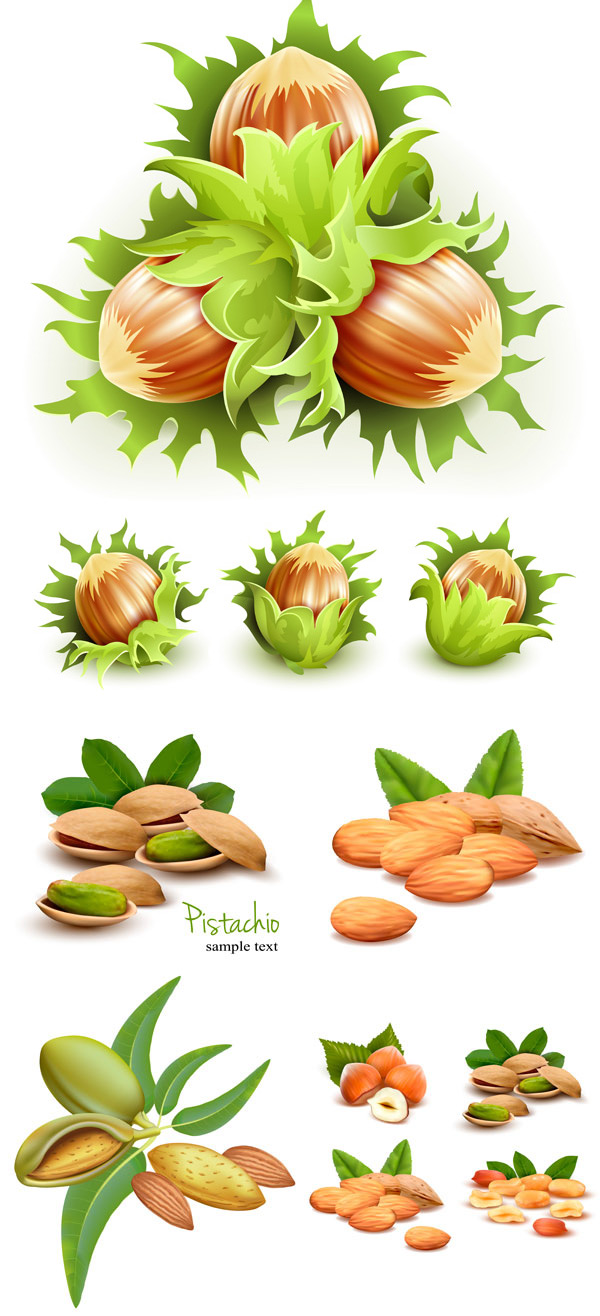 Green nuts design vector