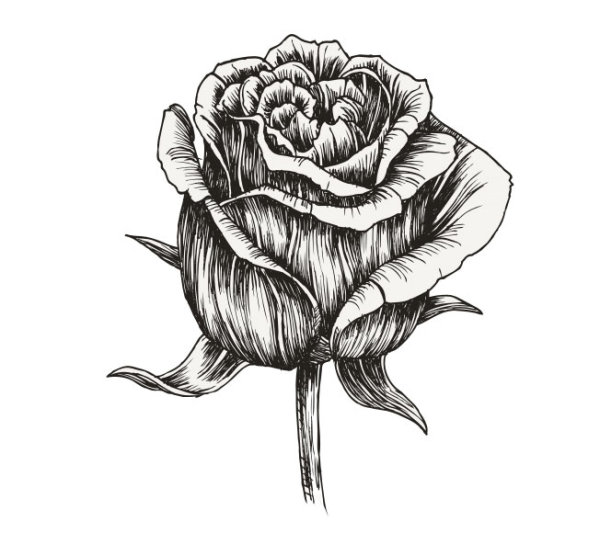 Hand draw Flower vector 04