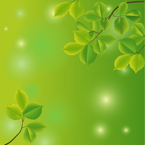 leave green Branches and leaves branches 
