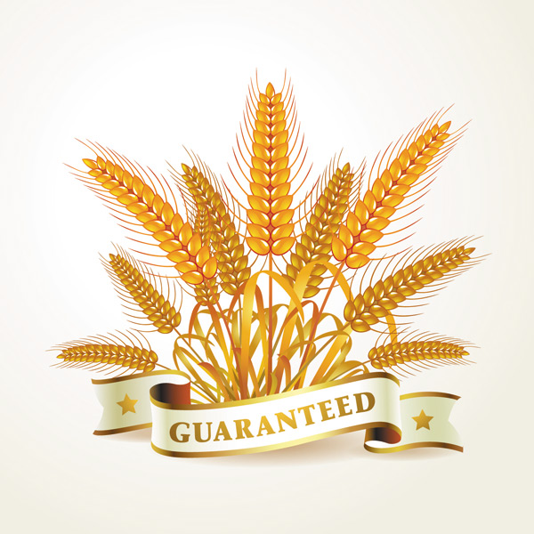 Golden wheat creative background vector 01