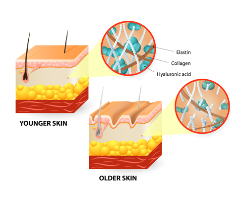 Skin structure diagram vectors material 03